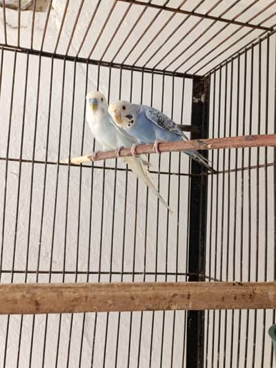 Breeder pair for sale