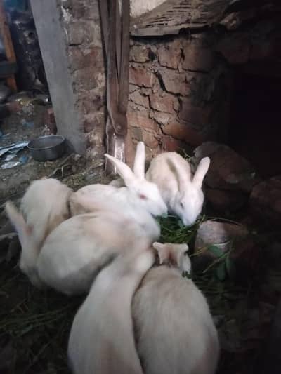 red eyes white rabbit