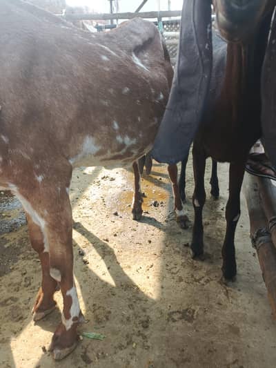 Gabban Female 6 daant 03166513849