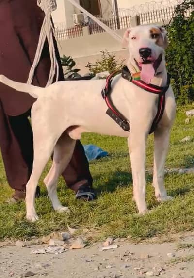 bully gultir male age 8 month for sale
