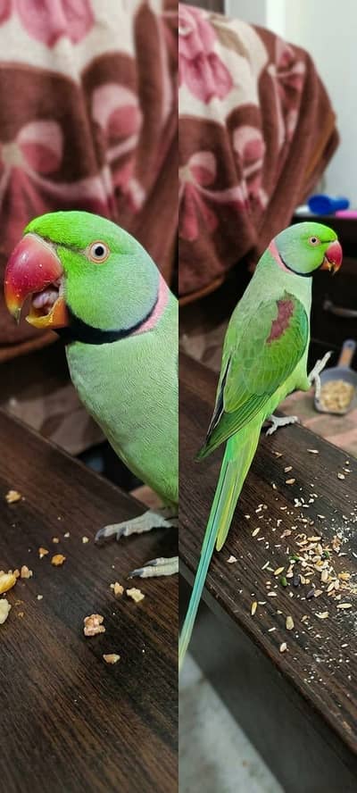 Talking Raw Parrot Pair (Alexandrine) - Hand Tamed & Super Friendly