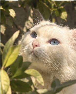 The Blue-Eyed Angel  A Cat So Beautiful, It Looks Unreal!