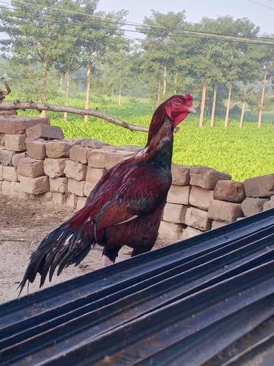 breeder murga for sale
