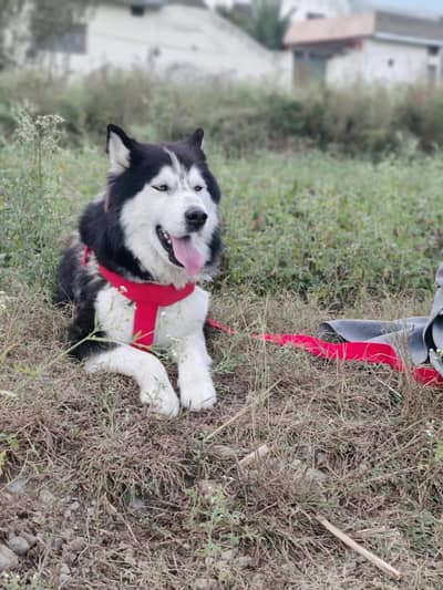 Dog is active , friendly and well cared