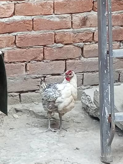 desi murga