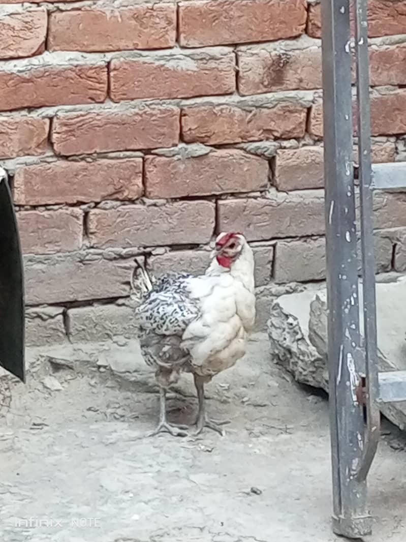 desi murga 0