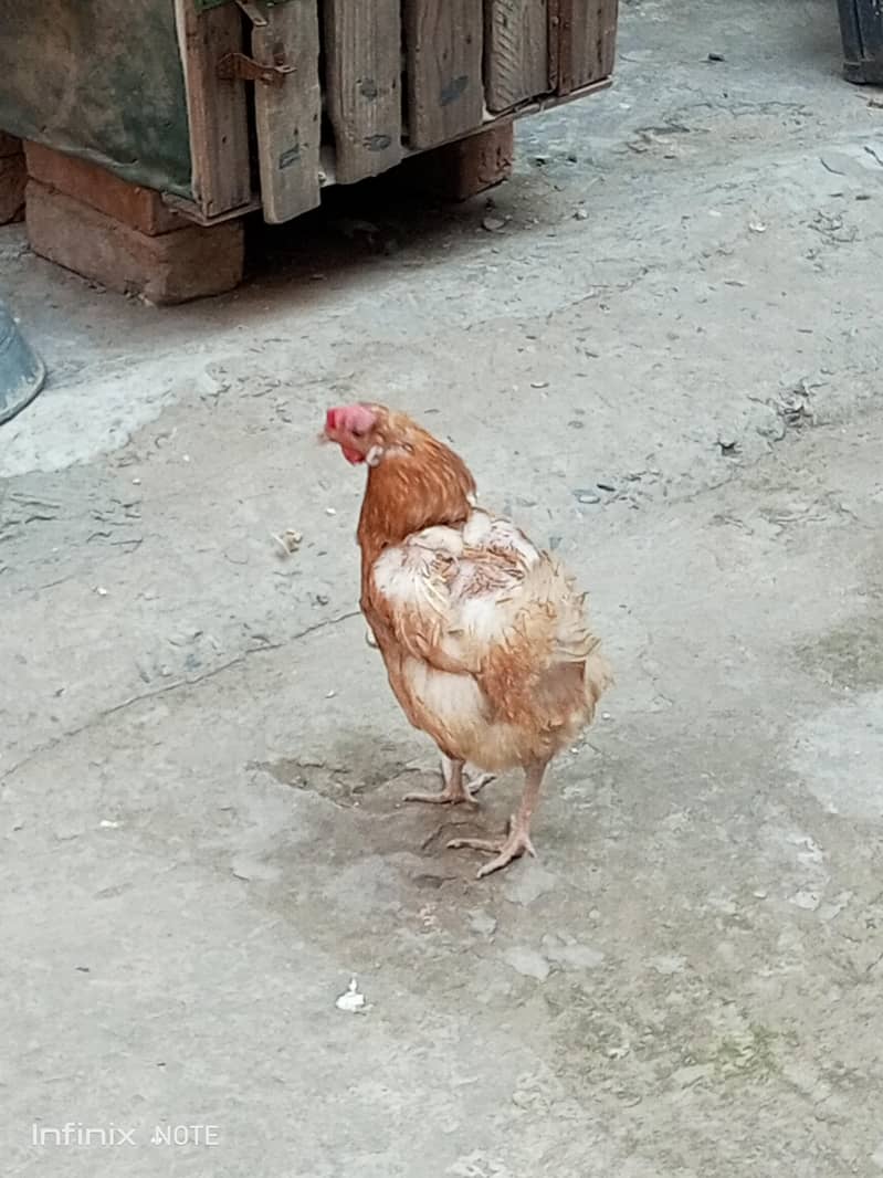 desi murga 1