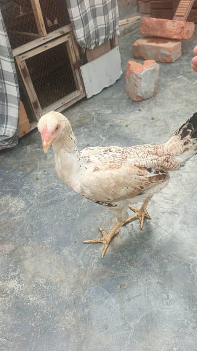 دو مرغیاں اور دو چوزے