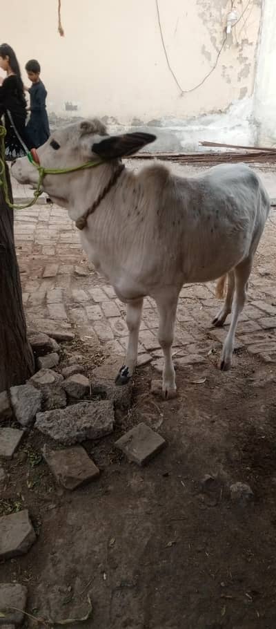pure dasi nasal achi gr ki plhi hoi ha