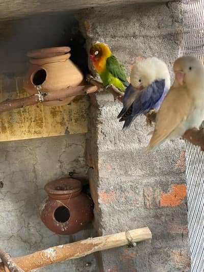 love birdz