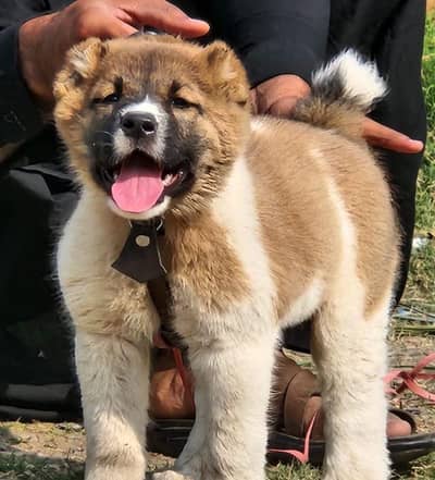 King Alabai dog / alabai Male  / security dog for sale