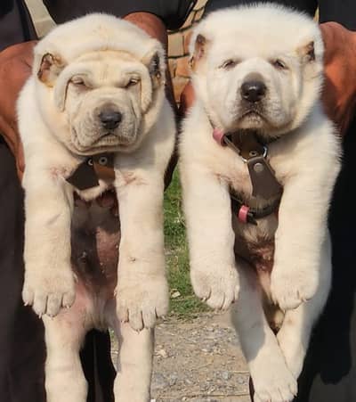 King Alabai dog / alabai puppies / security dog for sale