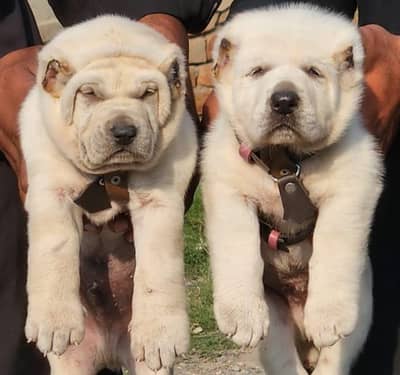 King Alabai dog / alabai puppies / security dog for sale