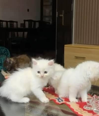 Persian Kittens || Peki Face || Cats For Sale || Pure Persian || 1 M