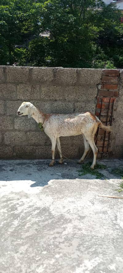 goat for sale