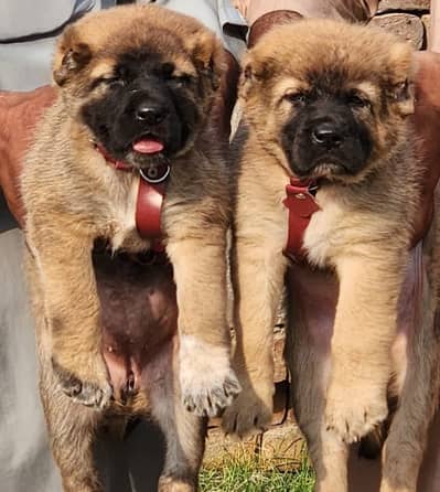 Kurdish kangal / security dog / king kurdish kangal puppies
