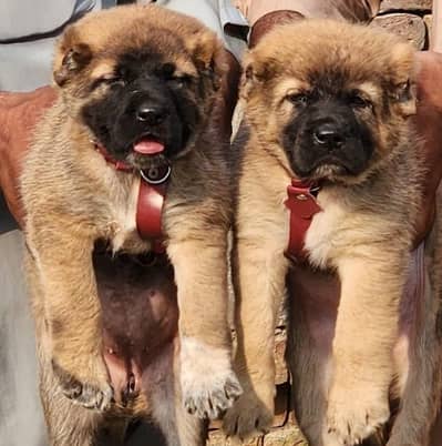 Kurdish kangal / security dog / king kurdish kangal puppies