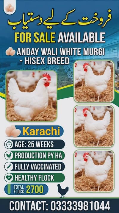 hisex breed top of the line breed high production