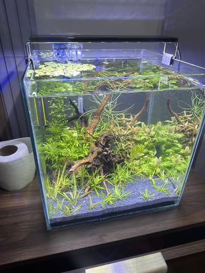 Planted Aquarium with Shrimp