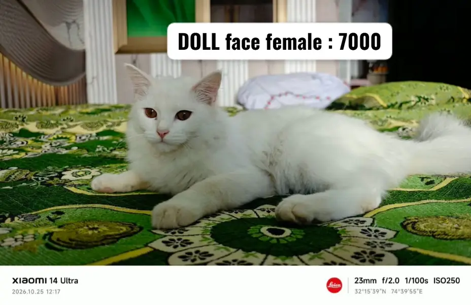 Persian kittens | ginger male| doll face kittens| tebby kittens | cats