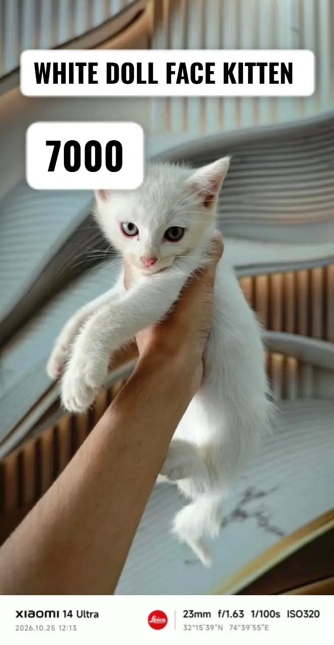 Persian kittens | ginger male| doll face kittens| tebby kittens | cats — photo 2