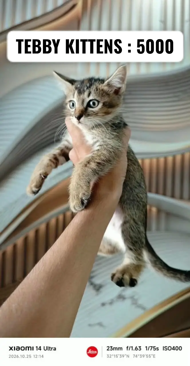 Persian kittens | ginger male| doll face kittens| tebby kittens | cats — photo 3