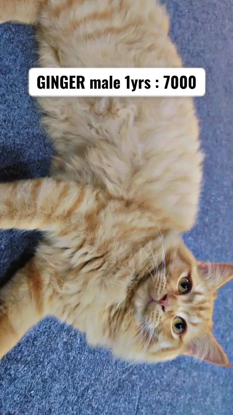 Persian kittens | ginger male| doll face kittens| tebby kittens | cats — photo 4
