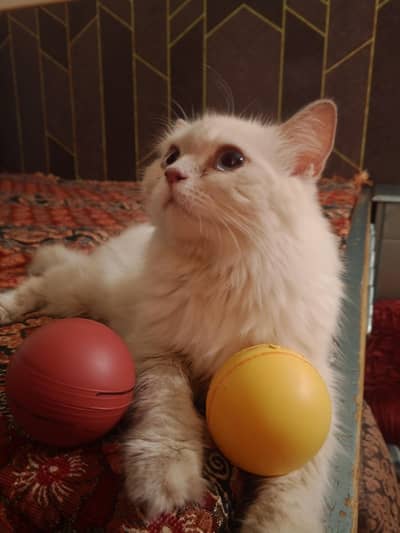 Siberian