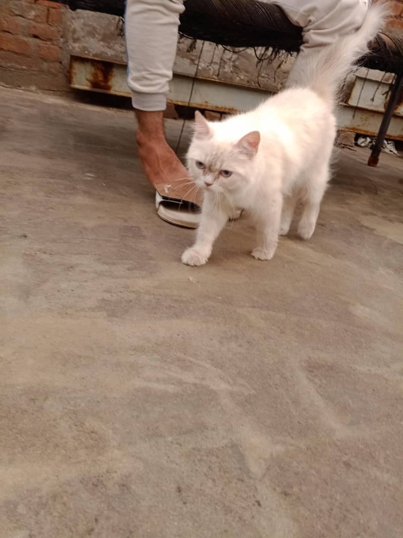 Siberian 1