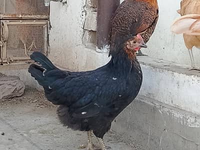 egg laying murgiya (03284109961)