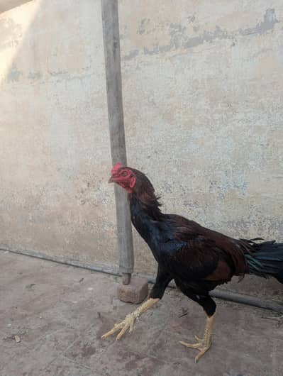 اسیل مرغا