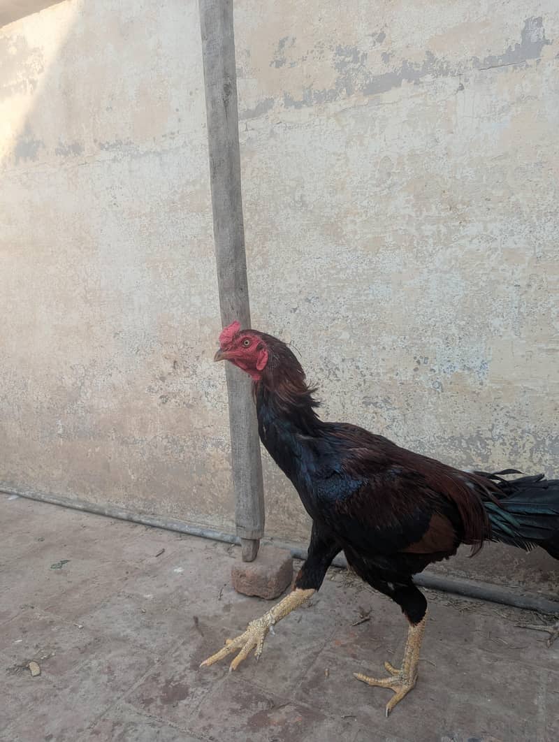 اسیل مرغا 0