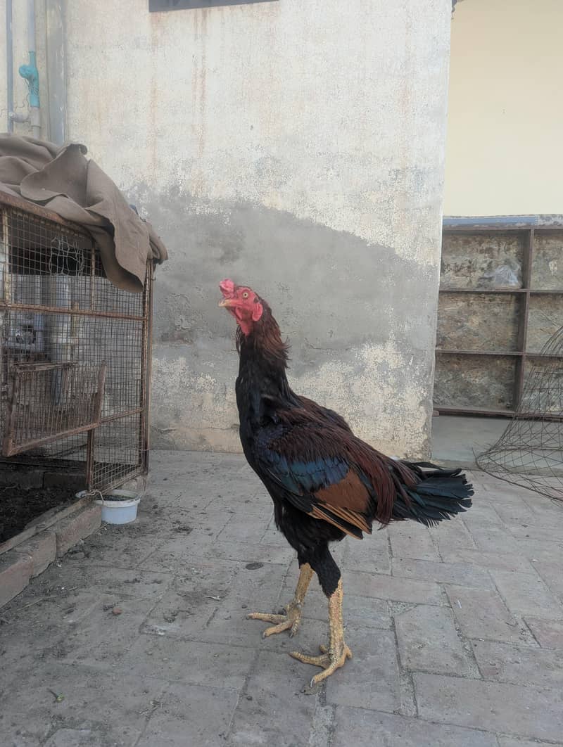 اسیل مرغا 1
