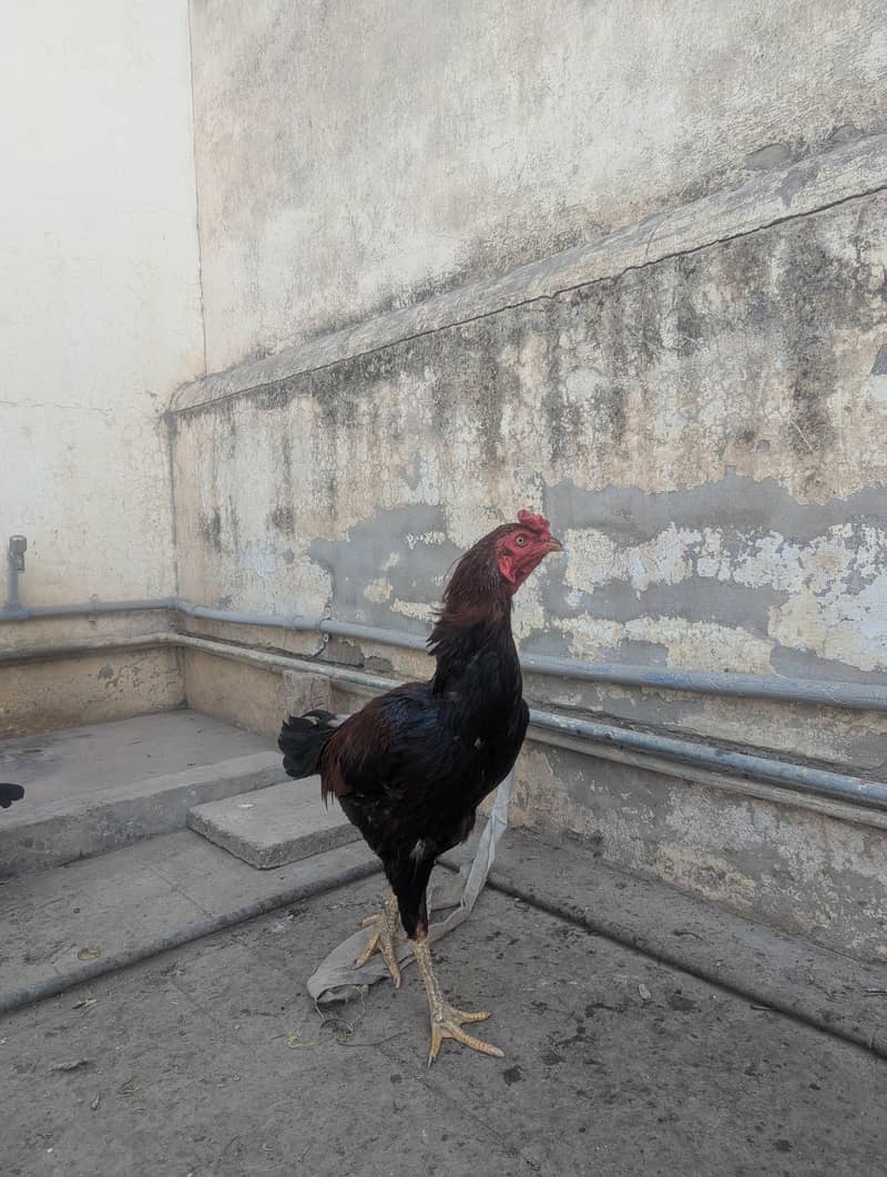 اسیل مرغا 2