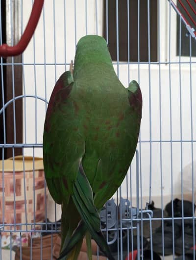 green parrot hai red factor