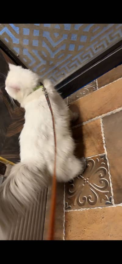 White Persian triple coat male