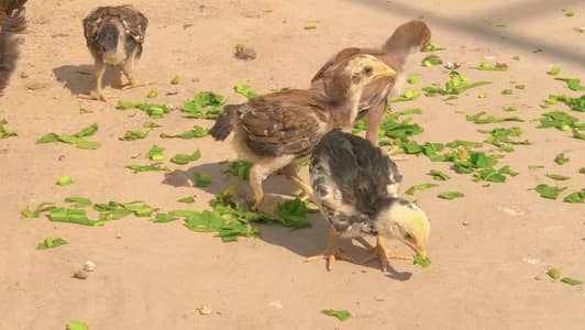Miyawali aseel chicks available 1 months