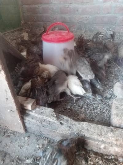 Quail Batair Available for sale Par kg 1300