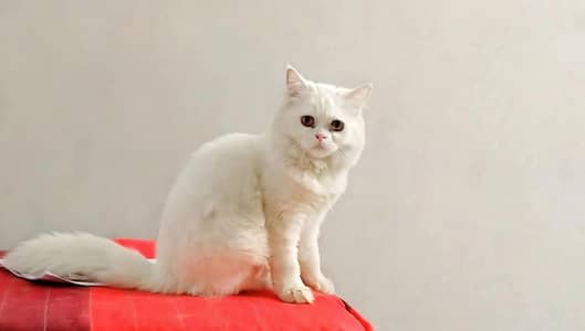 Female Cat