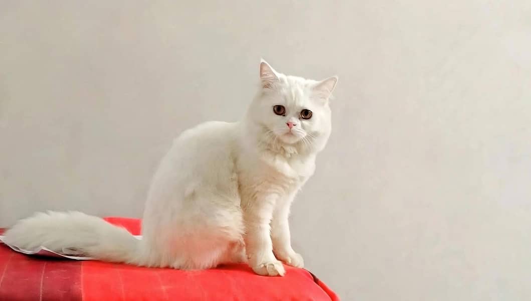 Female Cat 0