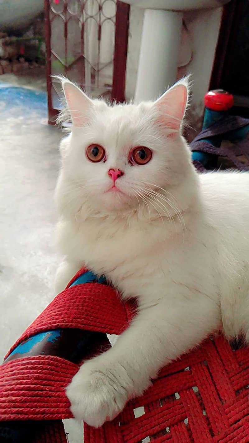 Female Cat 1