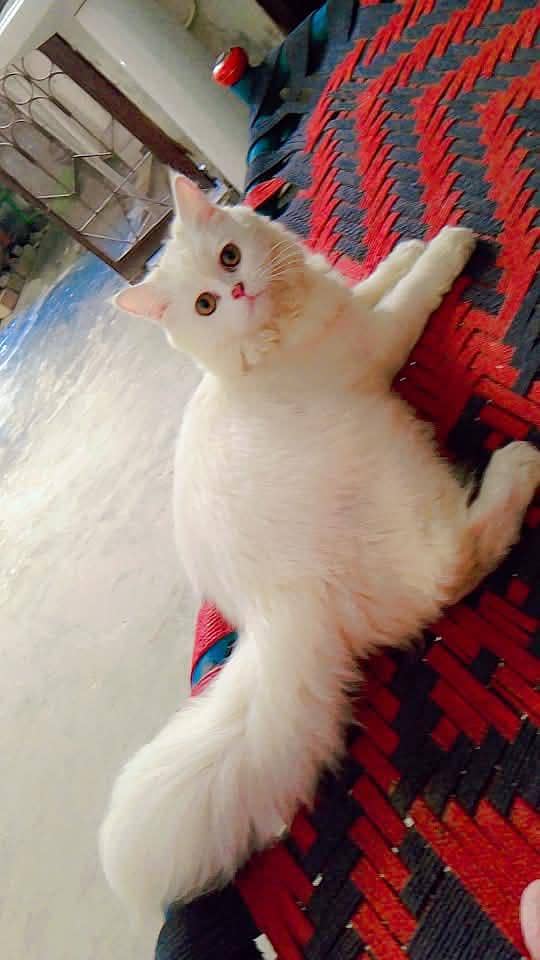 Female Cat 3