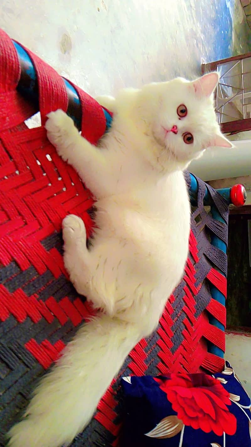 Female Cat 4