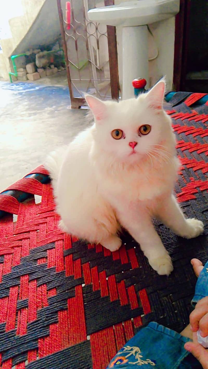 Female Cat 6