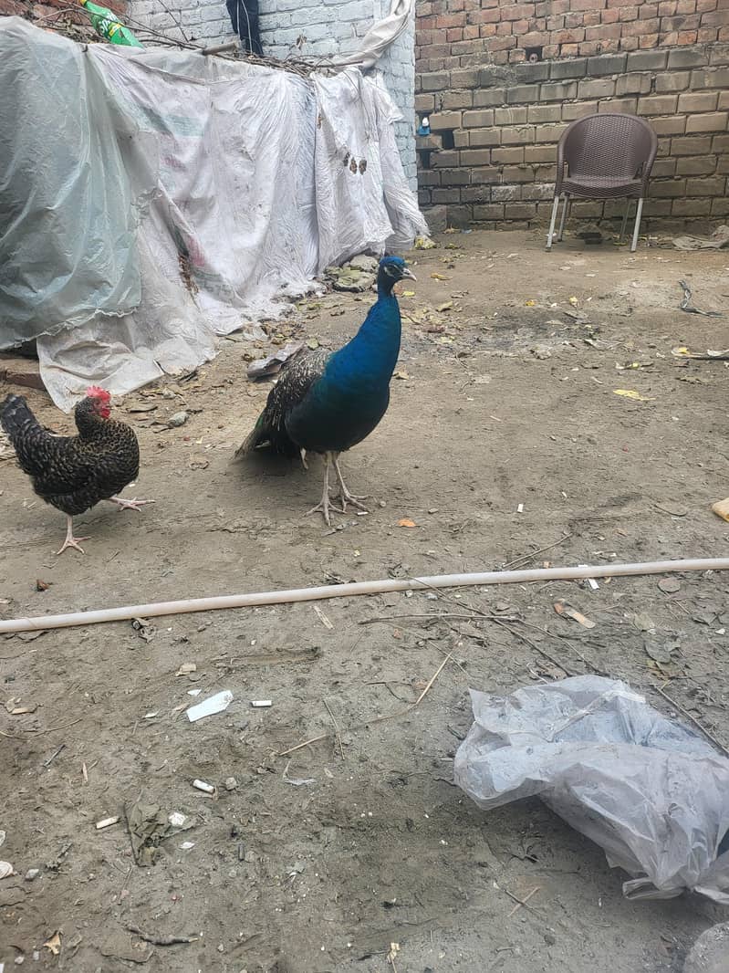 Peacock breeder pair 1