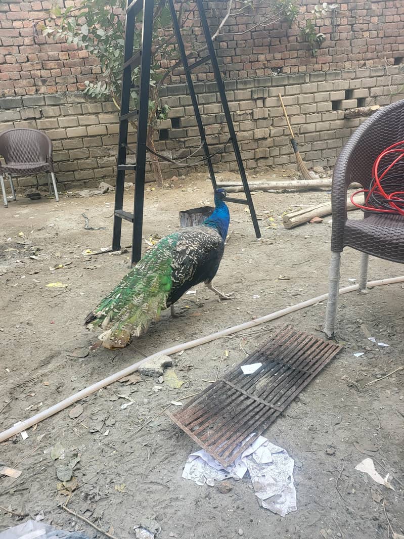 Peacock breeder pair 2