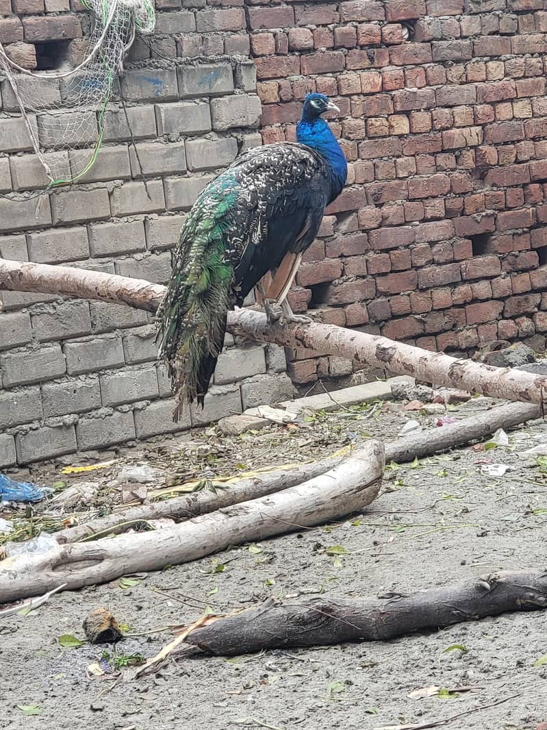 Peacock breeder pair 4