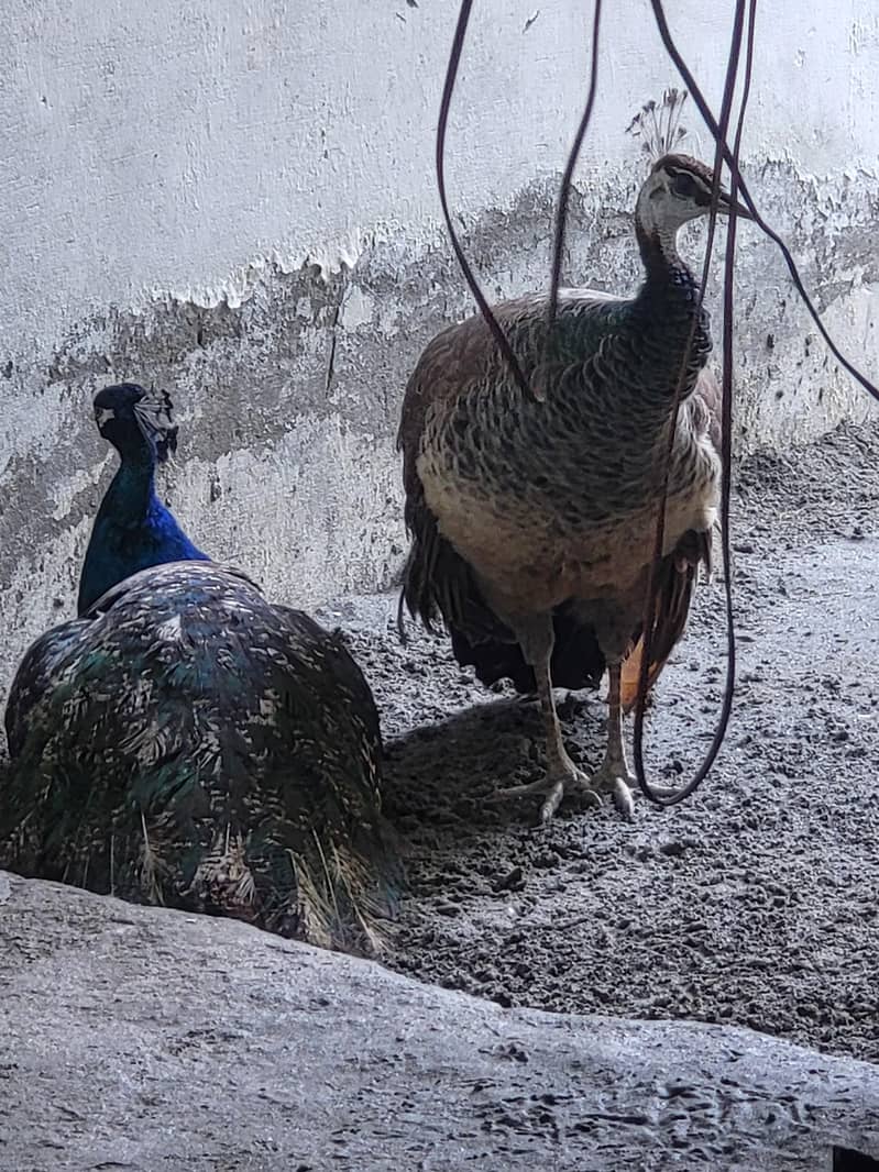 Peacock breeder pair 5