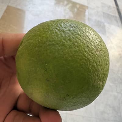 Mosambi ( citrus ) for sale Fresh