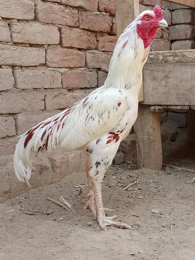 Heera chena aseel male